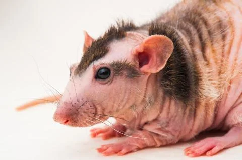 Bald sphinx rat. Stock Photos
