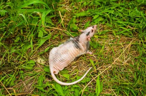 Bald sphinx rat sitting  Foto stock
