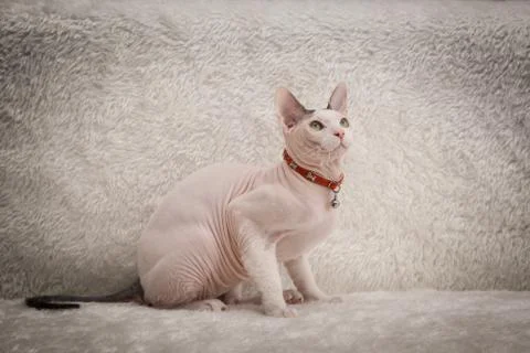 Bald Sphynx cat on a sofa Stock Photos