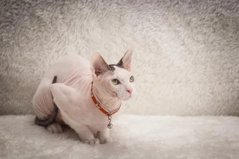 Bald Sphynx cat on a sofa Stock Photos