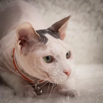 Bald Sphynx cat on a sofa Stock Photos
