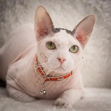 Bald Sphynx cat on a sofa Foto stock