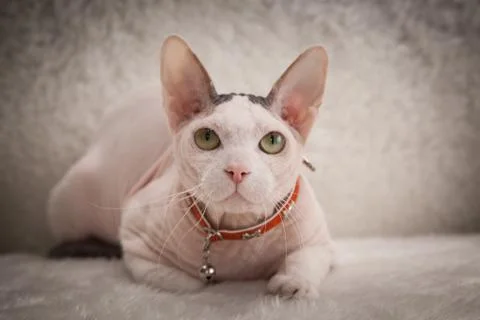 Bald Sphynx cat on a sofa Stock Photos
