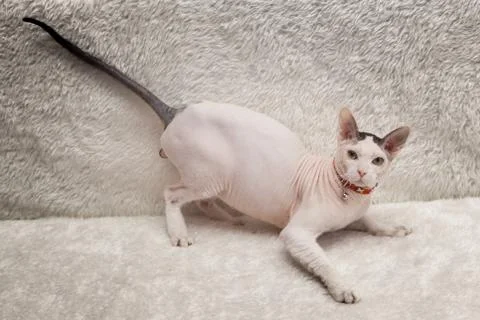 Bald Sphynx cat on a sofa Stock Photos