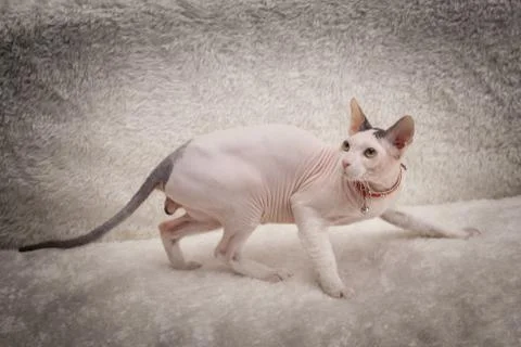 Bald Sphynx cat on a sofa Stock Photos