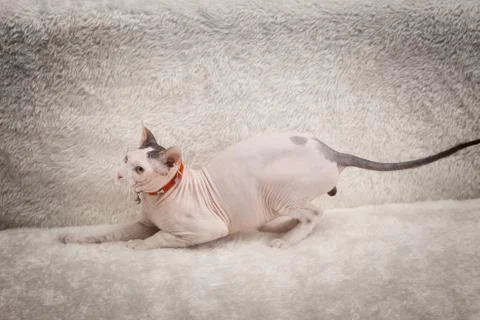 Bald Sphynx cat on a sofa Stock Photos