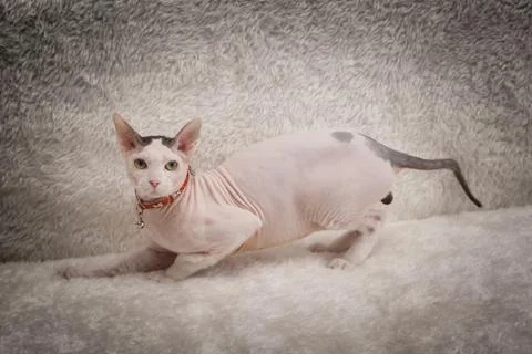 Bald Sphynx cat on a sofa Stock Photos