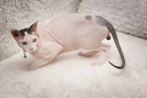 Bald Sphynx cat on a sofa Stock Photos