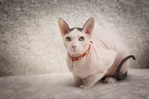 Bald Sphynx cat on a sofa Stock Photos