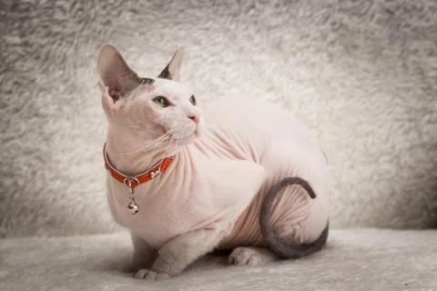 Bald Sphynx cat on a sofa Stock Photos