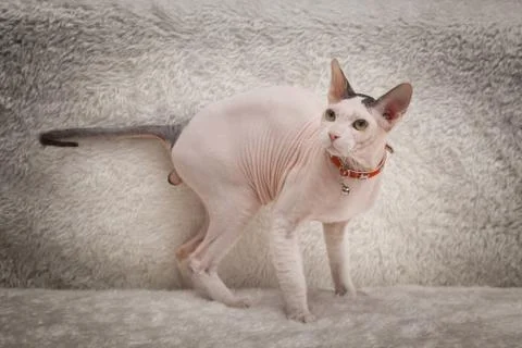 Bald Sphynx cat on a sofa Stock Photos