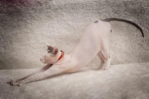 Bald Sphynx cat on a sofa Stock Photos