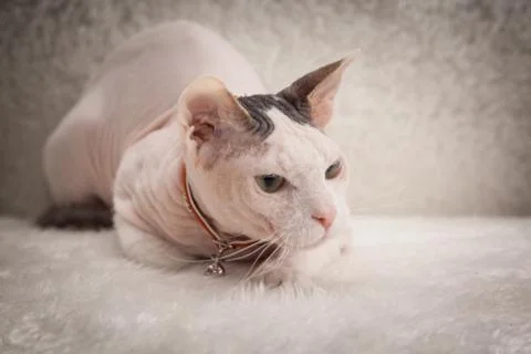 Bald Sphynx cat on a sofa Foto stock