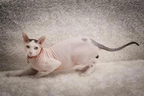 Bald Sphynx cat on a sofa Stock Photos