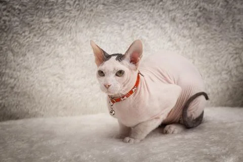 Bald Sphynx cat on a sofa Stock Photos