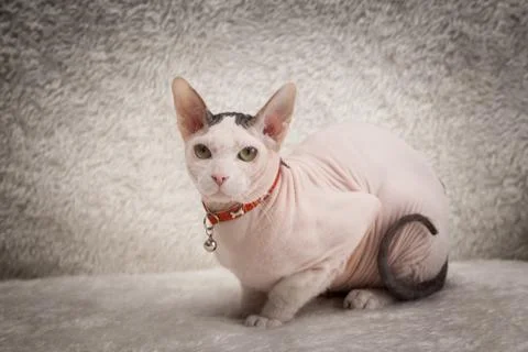 Bald Sphynx cat on a sofa Stock Photos