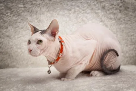 Bald Sphynx cat on a sofa Stock Photos