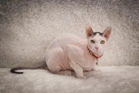 Bald Sphynx cat on a sofa Stock Photos