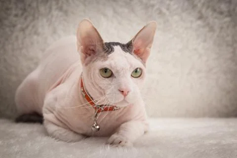 Bald Sphynx cat on a sofa Stock Photos