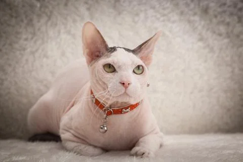 Bald Sphynx cat on a sofa Stock Photos