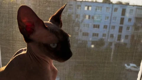 Bald sphynx cat on the windowsill. Stock Footage 249553282