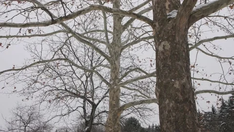 Bald Spreading Trees against a Clear Sky. Stock Footage 195935347