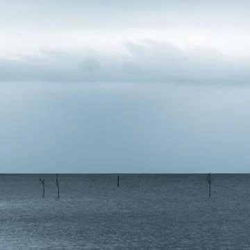Bald stems of small trees in the Baltic Sea Foto stock