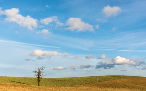 The bald tree at the edge of the field next to a hill Foto stock