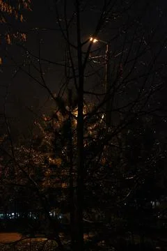 Bald tree at night after rain Stock Photos