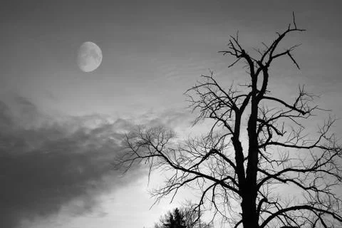 Bald tree Stock-Fotos