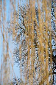Bald tree Foto stock