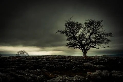 Bald tree on rocky ground with dramatic cloud sky Settle Yorkshire Dales Foto stock