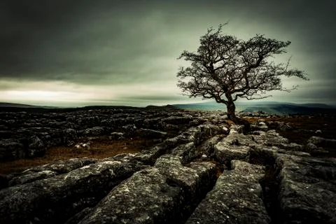 Bald tree on rocky ground with dramatic cloud sky Settle Yorkshire Dales Stock Photos