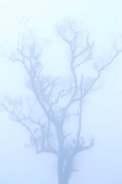 Bald tree in winter under deep fog Fotos Stock