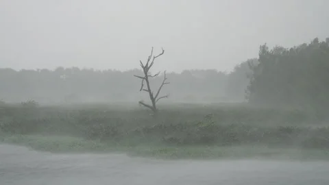 Bald Tree Withstands High Wind Heavy Rain Across Marsh Stock Footage 316421027