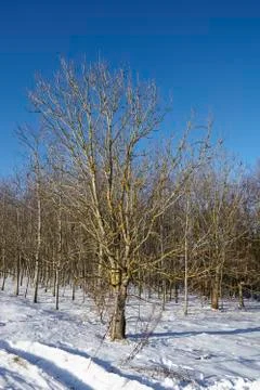Bald trees into a snowscape Foto stock