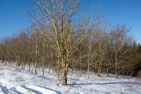 Bald trees into a snowscape Stock Photos
