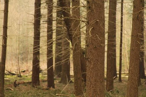 Bald Trees Standing In Forest. 스톡 사진