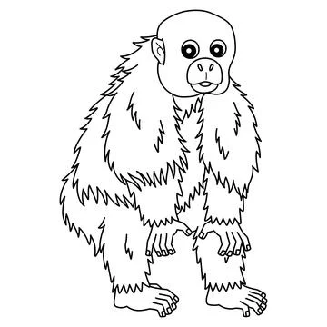 Bald Uakari Monkey Isolated Coloring Page for Kids Stock Illustration