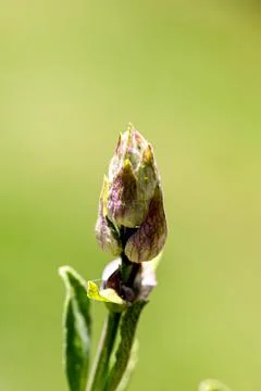 Bald wird der Salbei seine Blüten öffnen Foto stock