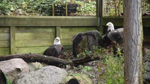 BaldEagleHD01 Stock Footage 168308905