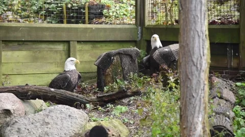 BaldEagleHD02 Video stock 168308903