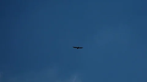 BaldEagleLakeWara Stock Footage 93662506