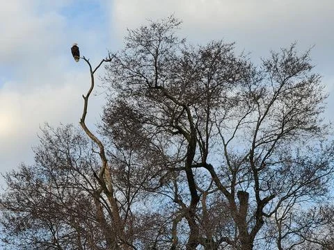 BaldEagleTree Stock Photos