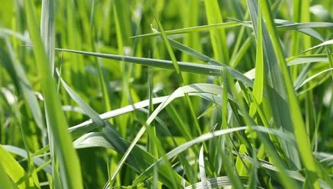 Baldes of grass moving in the wind 스톡 동영상 10859770