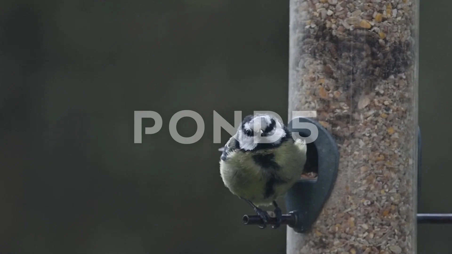 Upside down, Blue tit (Cyanistes caeruleus) hanging under a…