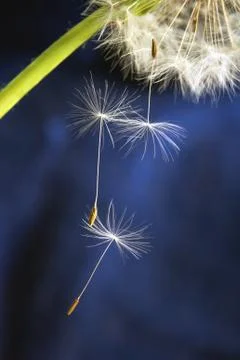 Balding dandelion Stock Photos