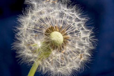 Balding dandelion Stock Photos