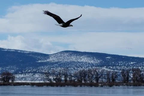 Balding eagle in flight Stock Photos