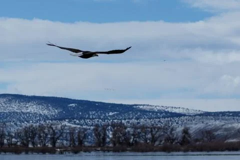 Balding eagle in flight Stock Photos